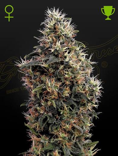 Sweet Mango Auto (Greenhouse Seed Co.) Cannabis Samen von Greenhouse Seed Co.