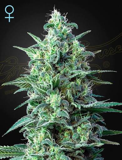 White Widow CBD Auto (Greenhouse Seed Co.) Cannabis Samen von Greenhouse Seed Co.