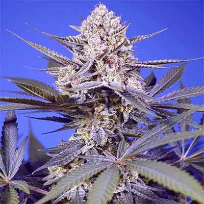 Pineapple Slush XL Auto (Sweet Seeds) Cannabis Samen von Sweet Seeds