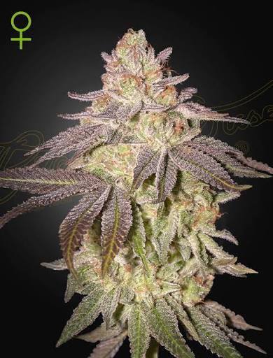 Black Toffee Auto (Greenhouse Seed Co.) Cannabis Samen von Greenhouse Seed Co.