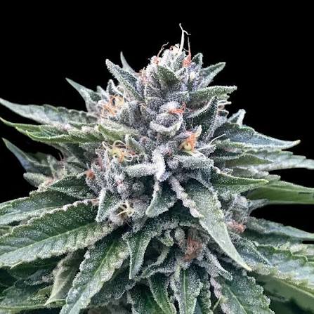 Sorbet #4 (DNA Genetics) feminisiert Cannabis Samen von DNA Genetics