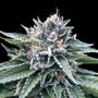 Sorbet #4 (DNA Genetics) feminisiert