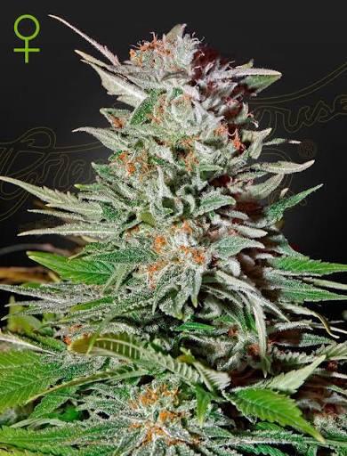 Super Lemon Haze Auto (Greenhouse Seed Co.) Cannabis Samen von Greenhouse Seed Co.