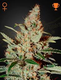 Chem Dog (Greenhouse Seed Co.) feminisiert Cannabis Samen von Greenhouse Seed Co.