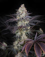 Milky Dreams (Greenhouse Seed Co.) feminisiert