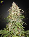 GH Amnesia (Greenhouse Seed Co.) feminisiert Cannabis Samen von Greenhouse Seed Co.