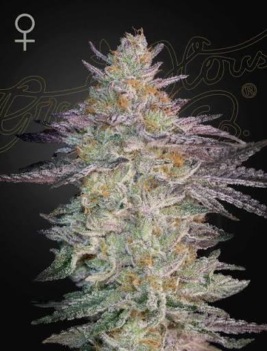 Super Banana Mango (SLH x GMO) (Greenhouse Seed Co.) feminisiert Cannabis Samen von Greenhouse Seed Co.