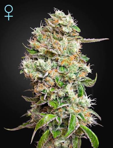 King's Kush CBD Auto (Greenhouse Seed Co.) Cannabis Samen von Greenhouse Seed Co.