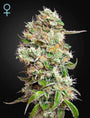 King's Kush CBD Auto (Greenhouse Seed Co.)