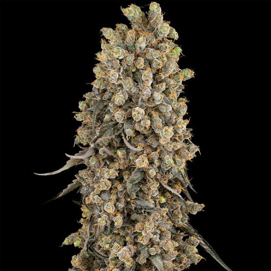 Atomic Blue Dream (Sensi Seeds) feminisiert Cannabis Samen von Sensi Seeds