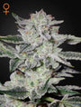 Sweet Valley Kush (Greenhouse Seed Co.) feminisiert