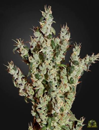 NL5 Haze Mist (Greenhouse Seed Co.) feminisiert Cannabis Samen von Greenhouse Seed Co.