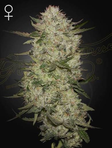 Highcloudz Auto (Greenhouse Seed Co.) Cannabis Samen von Greenhouse Seed Co.