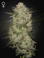 Highcloudz Auto (Greenhouse Seed Co.)