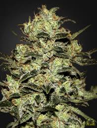 Moby Dick (Greenhouse Seed Co.) feminisiert Cannabis Samen von Greenhouse Seed Co.