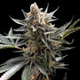 Tangie (DNA Genetics) feminisiert