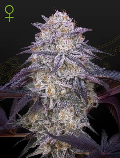 King's Juice Auto (Greenhouse Seed Co.) Cannabis Samen von Greenhouse Seed Co.