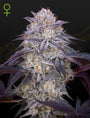 King's Juice Auto (Greenhouse Seed Co.)