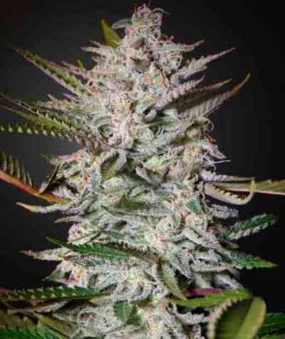 Holy Punch (Greenhouse Seed Co.) feminisiert Cannabis Samen von Greenhouse Seed Co.
