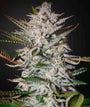 Holy Punch (Greenhouse Seed Co.) feminisiert