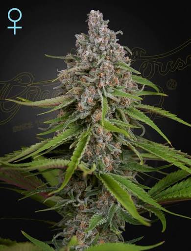 Deep Candy CBD (Greenhouse Seed Co.) feminisiert Cannabis Samen von Greenhouse Seed Co.