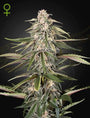 Green-O-Matic Auto (Greenhouse Seed Co.)