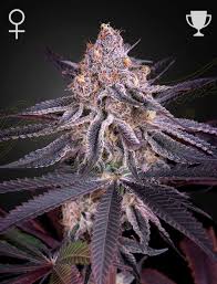 King's Juice (Greenhouse Seed Co.) feminisiert Cannabis Samen von Greenhouse Seed Co.