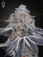 Velvet Moon (Greenhouse Seed Co.) feminisiert