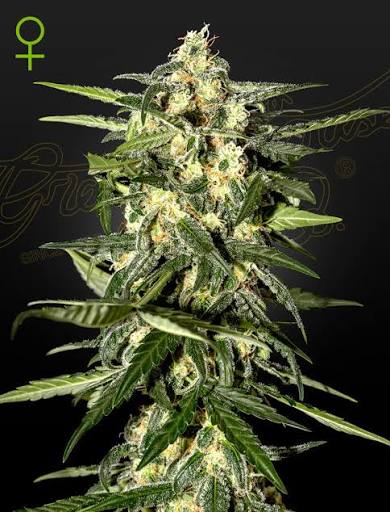 Jack Herer Auto (Greenhouse Seed Co.) Cannabis Samen von Greenhouse Seed Co.
