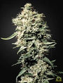 White Rhino (Greenhouse Seed Co.) feminisiert