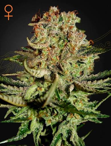 Super Bud (Greenhouse Seed Co.) feminisiert Cannabis Samen von Greenhouse Seed Co.