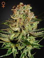 Super Bud (Greenhouse Seed Co.) feminisiert
