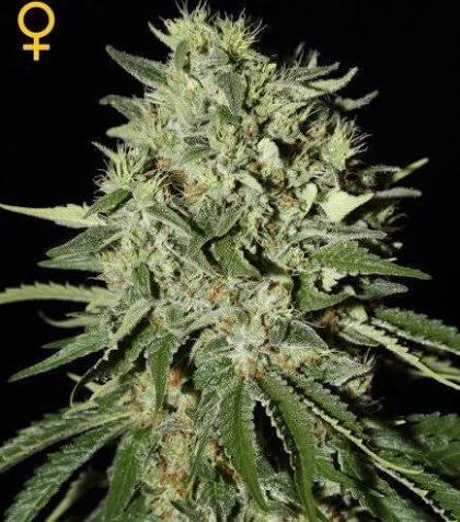 The Doctor (Greenhouse Seed Co.) feminisiert Cannabis Samen von Greenhouse Seed Co.
