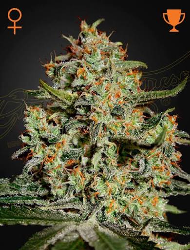 Big Bang (Greenhouse Seed Co.) feminisiert Cannabis Samen von Greenhouse Seed Co.