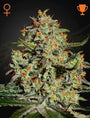 Big Bang (Greenhouse Seed Co.) feminisiert