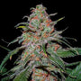 Lemon Skunk (DNA Genetics) feminisiert