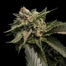 Strawberry Sorbet (DNA Genetics) feminisiert Cannabis Samen von DNA Genetics