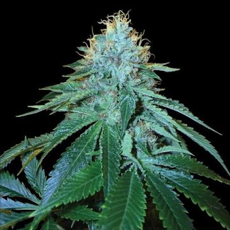 The OG #18 (DNA Genetics) feminisiert Cannabis Samen von DNA Genetics