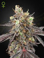 Gelato 41 x Gelato 41 Auto (Greenhouse Seed Co.)