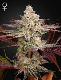 Chemical Bride (Greenhouse Seed Co.) feminisiert Cannabis Samen von Greenhouse Seed Co.