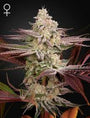 Chemical Bride (Greenhouse Seed Co.) feminisiert