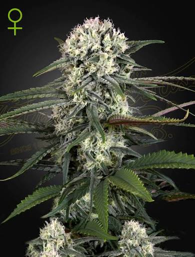 Auto-Bomb Auto (Greenhouse Seed Co.) Cannabis Samen von Greenhouse Seed Co.