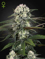 Auto-Bomb Auto (Greenhouse Seed Co.)