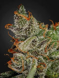 King's Kush (Greenhouse Seed Co.) feminisiert Cannabis Samen von Greenhouse Seed Co.