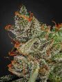 King's Kush (Greenhouse Seed Co.) feminisiert