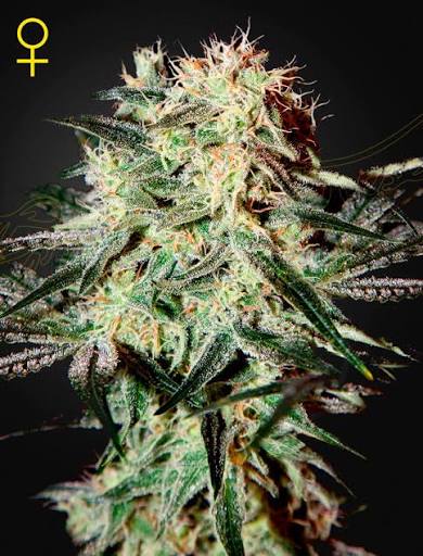 Arjan's Strawberry Haze (Greenhouse Seed Co.) feminisiert Cannabis Samen von Greenhouse Seed Co.