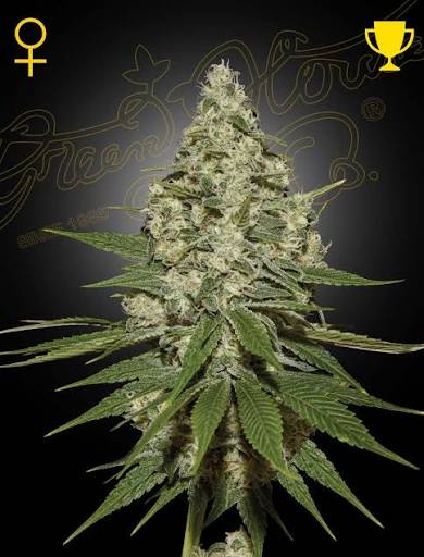 Super Lemon Haze (Greenhouse Seed Co.) feminisiert Cannabis Samen von Greenhouse Seed Co.
