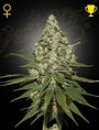 Super Lemon Haze (Greenhouse Seed Co.) feminisiert