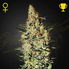 Neville's Haze (Greenhouse Seed Co.) feminisiert Cannabis Samen von Greenhouse Seed Co.