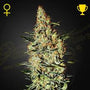 Neville's Haze (Greenhouse Seed Co.) feminisiert
